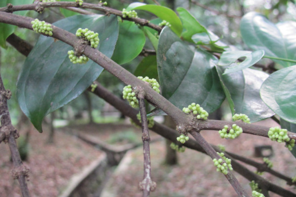 Rhodamnia cinerea