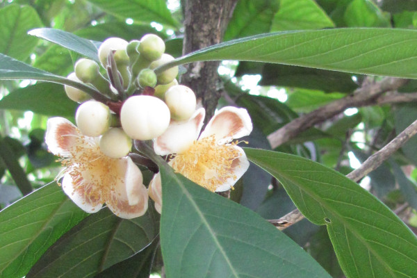 Rhodomyrtus macrocarpa