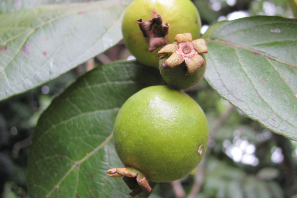 Psidium guineense
