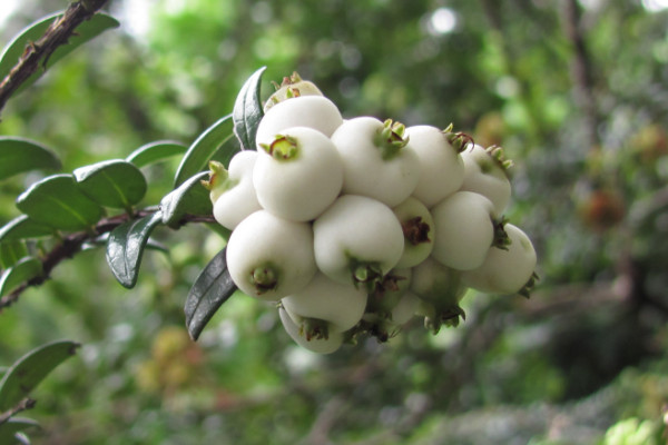 Syzygium zeylanicum