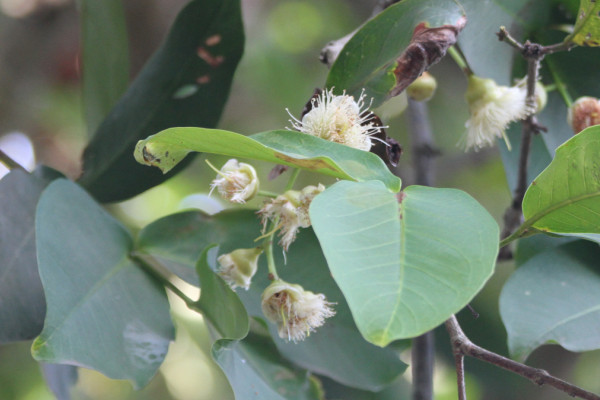 Syzygium samarangense