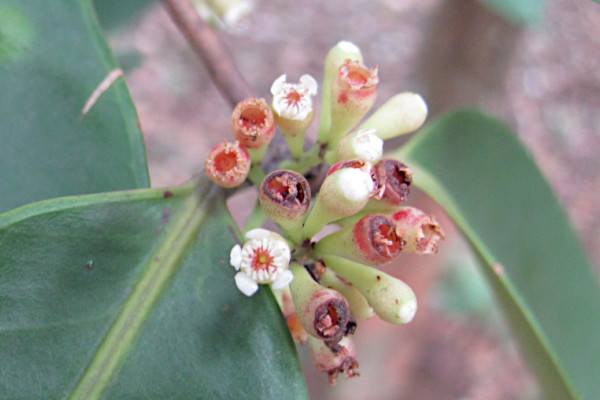 Syzygium claviflorum