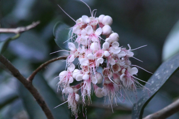 Syzygium formosum