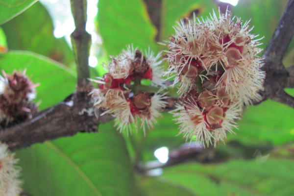 Syzygium polycephaloides