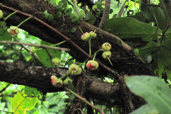 Syzygium samarangense