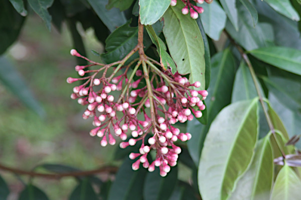 Syzygium pycnanthum