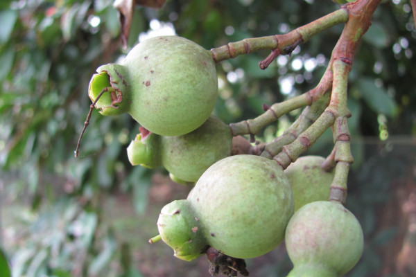 Syzygium pycnanthum