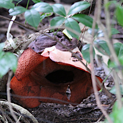 Rafflesia patma