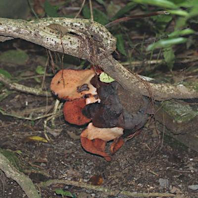 Rafflesia patma