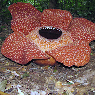 Rafflesia arnoldii