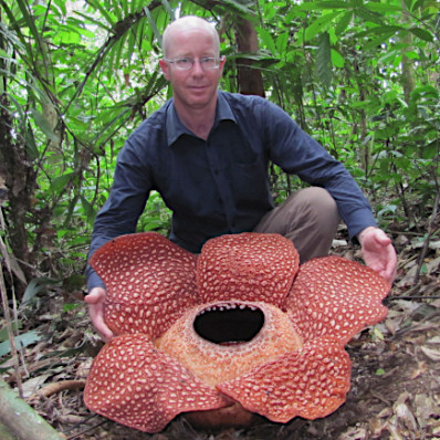Rafflesia arnoldii