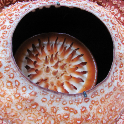 Rafflesia arnoldii