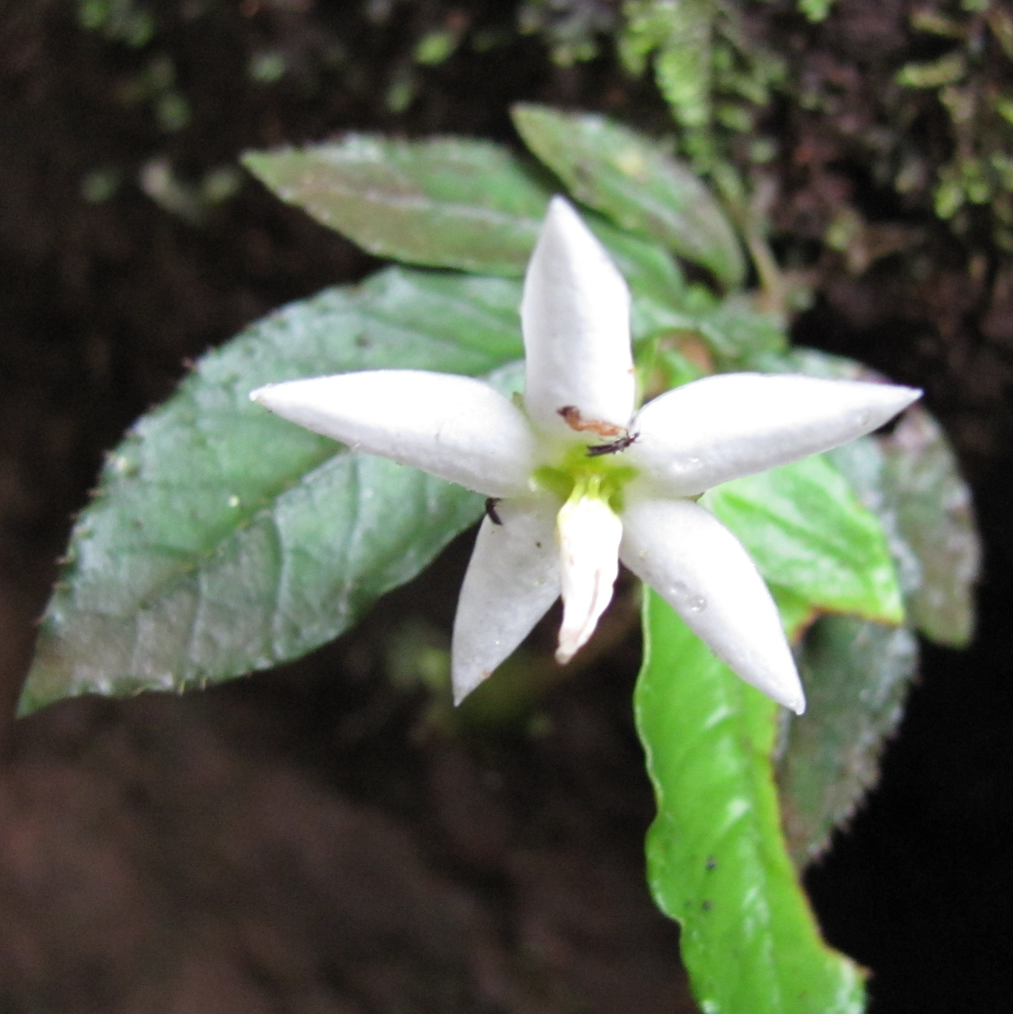 Argostemma unifolium