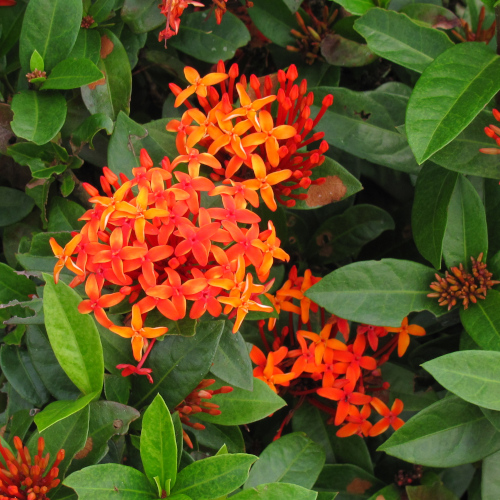 Ixora coccinea