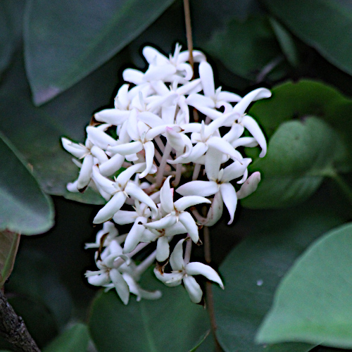 Ixora finlaysoniana