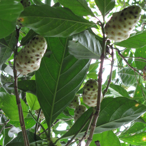 Morinda citrifolia
