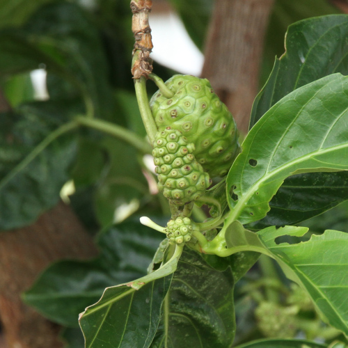 Morinda citrifolia
