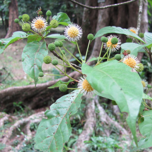 Pertusadina euryncha