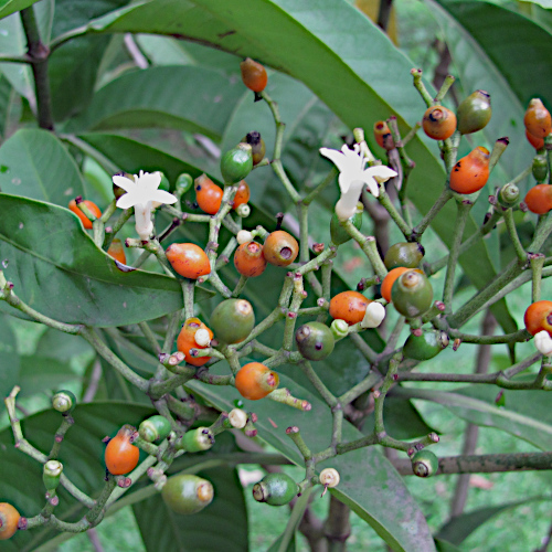 Psychotria sp.