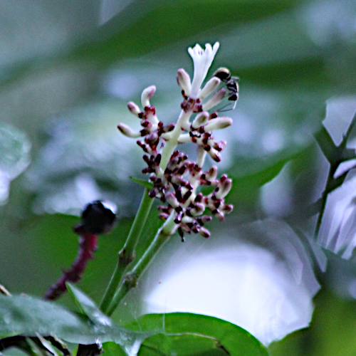 Psychotria curviflora