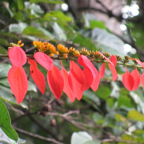 Warszewiczia coccinea