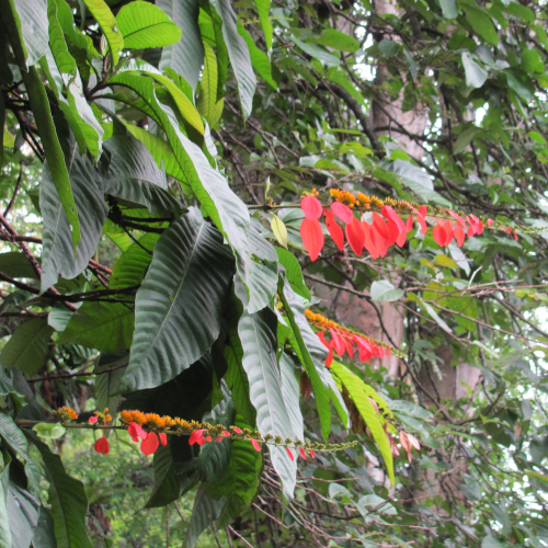 Warszewiczia coccinea