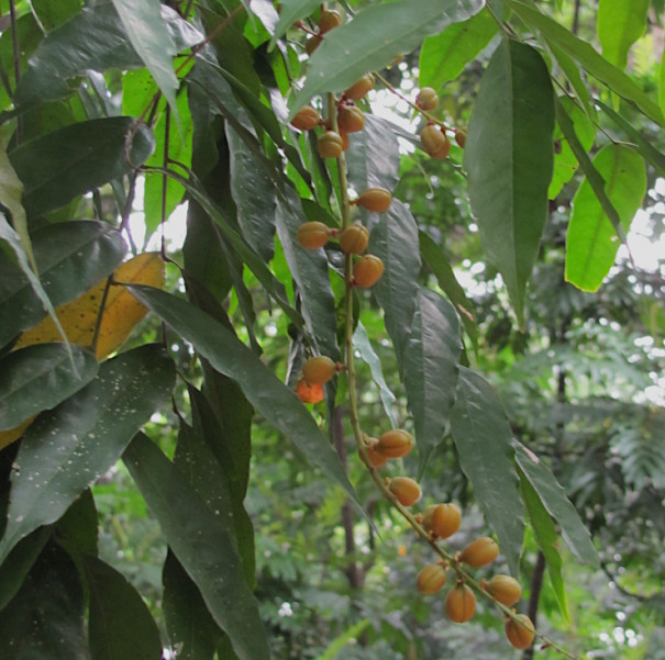 Dyctionerra acuminata