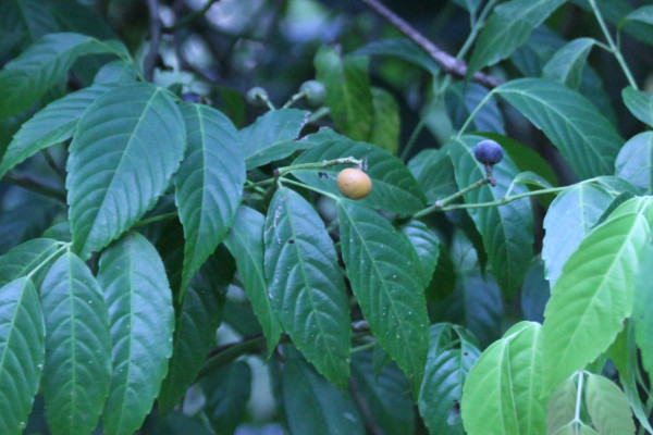 Leea indica