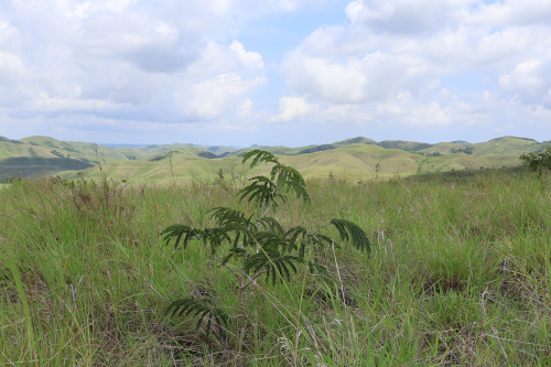 Image 1: Accacia sp.
