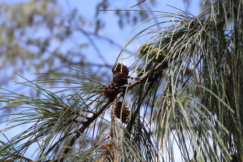 Image 4: Casuarina