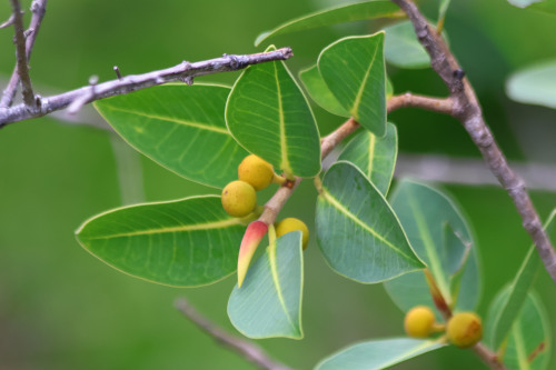 Image 3: Ficus sp.
