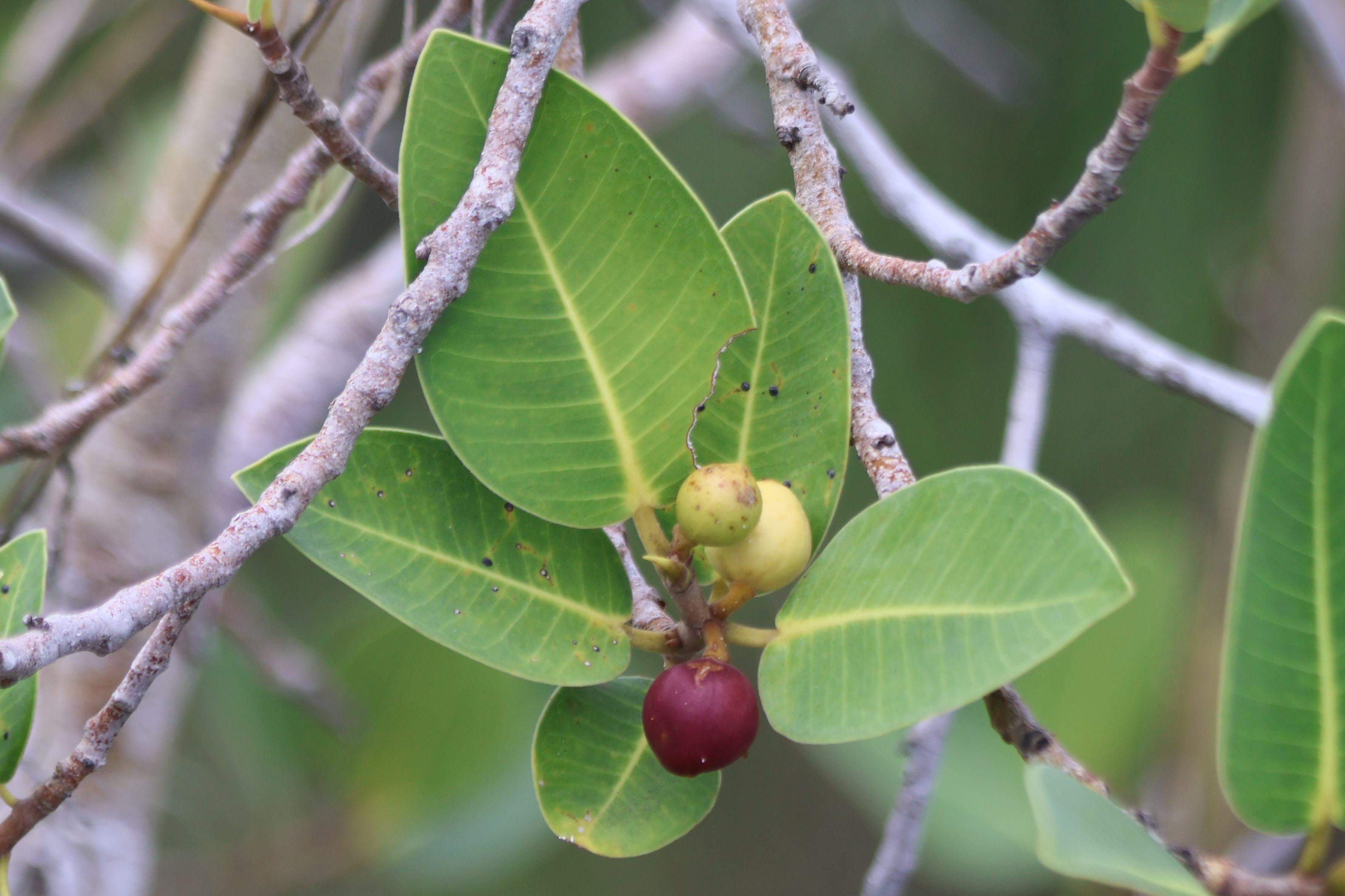 Image 2: Ficus sp.