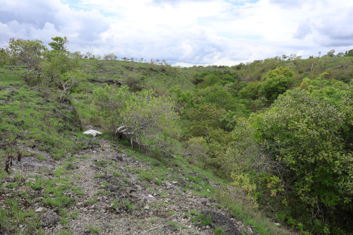 Image 3: Forêt