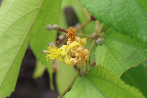 Image 1: Grewia sp.