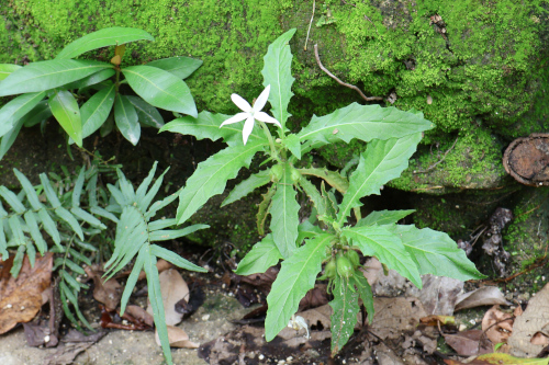 Image 3: Hippobroma longiflora