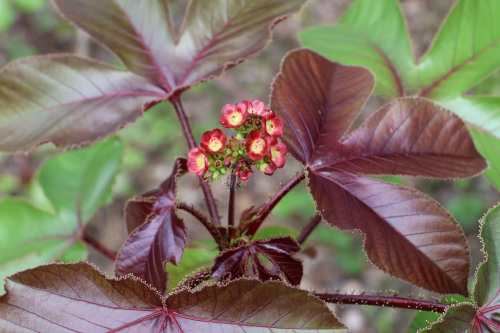 Image 2: Jatropha gossypiifolia