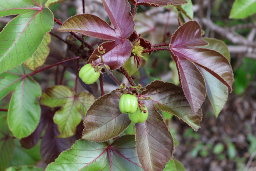 Image 3: Jatropha gossypiifolia