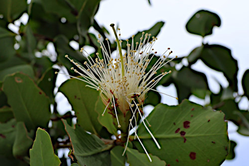Image 2: Sonneratia alba