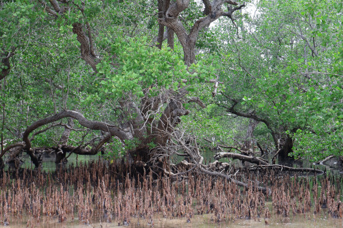Image 4: Mangrove