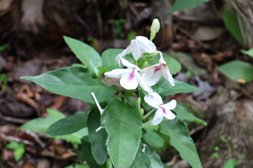 Image 2: Pseuderanthemum sp.