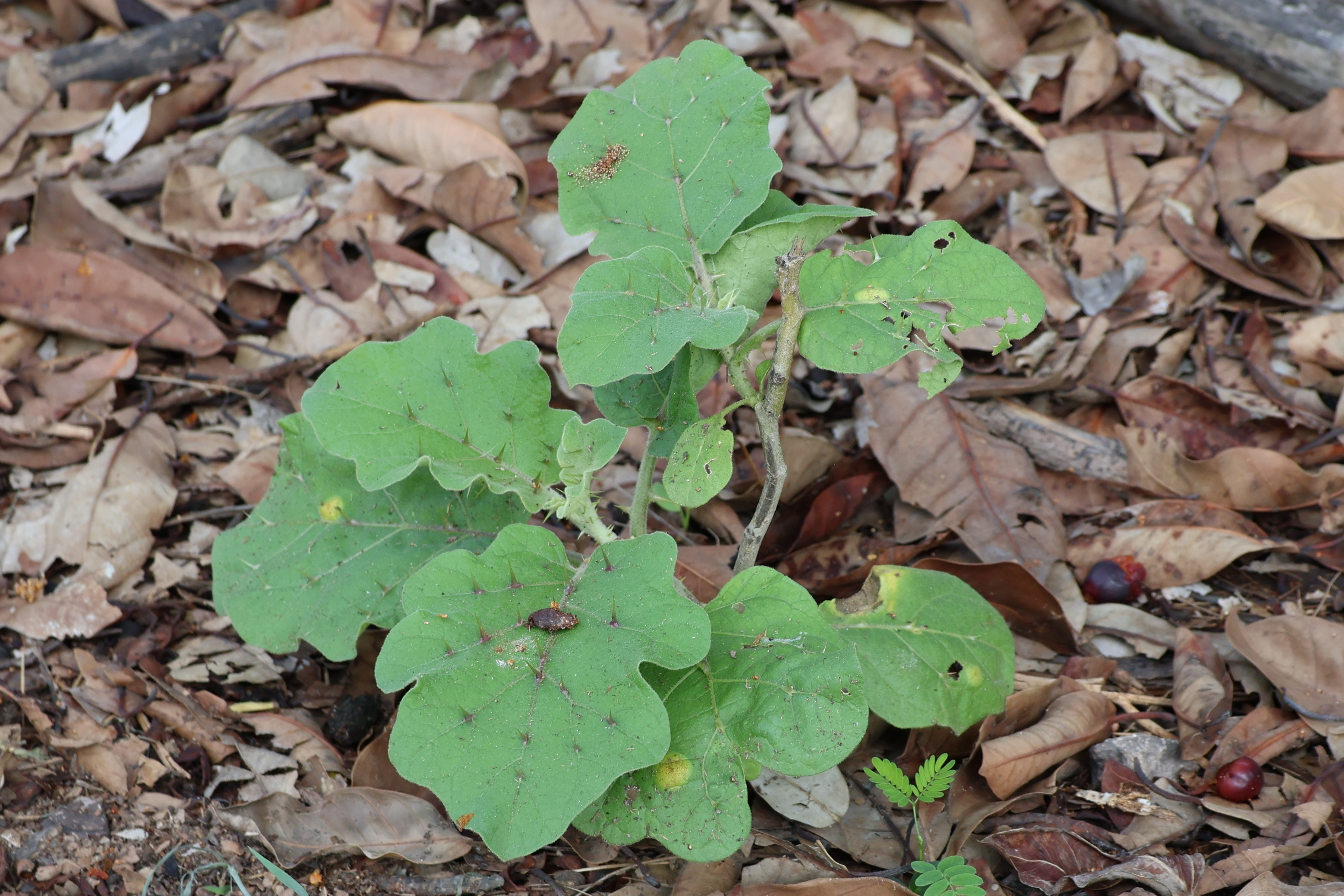 Image 4: Solanum sp.